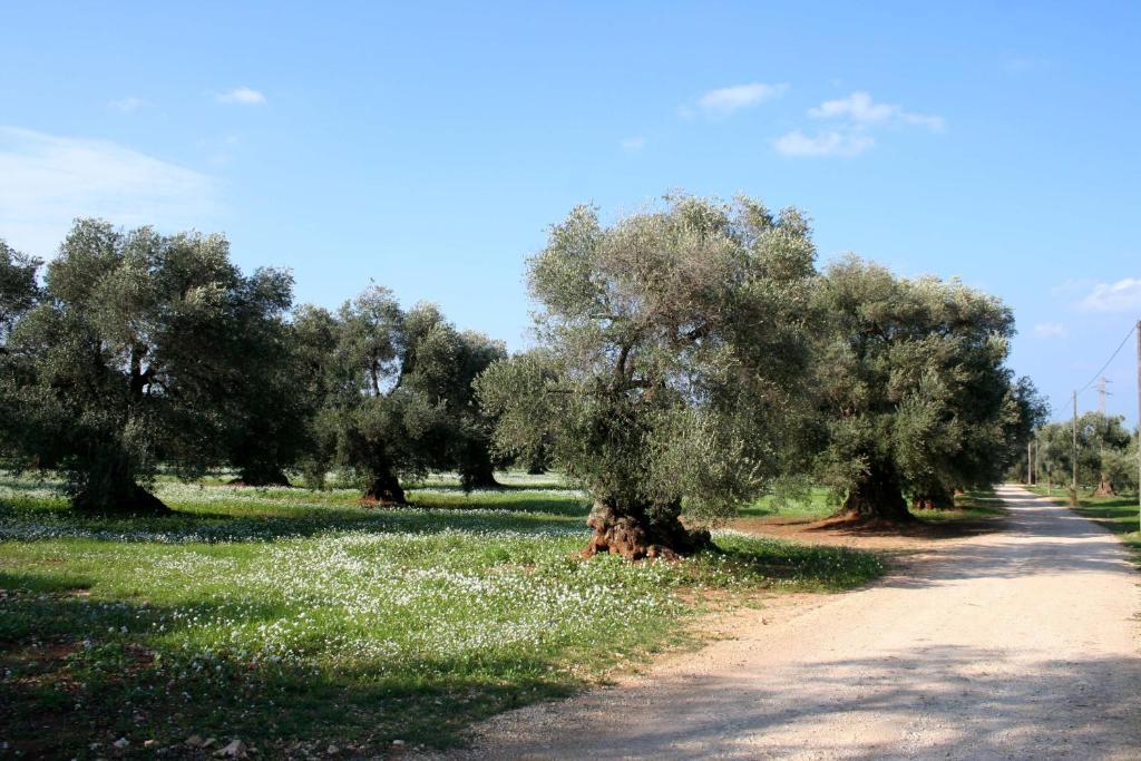 Masseria Morrone オストゥーニ 部屋 写真